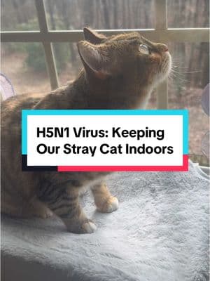 With the H5N1 virus spreading, we've made the choice to keep our stray cat safely indoors. We’ve set up this window perch to make sure she can still sunbathe and birdwatch without the risks of contracting the virus. It securely attaches to the window with suction cups, holding up to 40 lbs. Now, she's safe, loved, and enjoying all the comforts of indoor life. #straycat #cat #H5N1 #virus #birdflu #avianflu #virus #windowperch #perch #hammock #cathammock #indoorcat #outdoorcat #safety #healthycat #torbie #tabbycat #prettyeyes #mycat #catlady #crazycatlady #catsoftiktok #catcommunity #birdwatching #sunbathing #happycat 