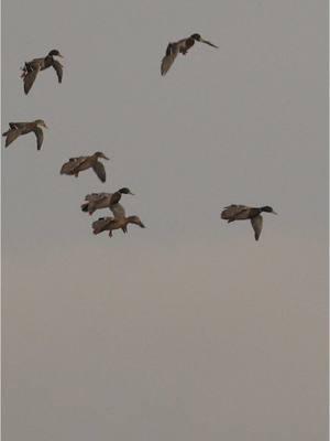 When mallards race from the heavens to get in the spot !!  - - - #waterfowl #wildfowl #duckhunting #duckseason #mallards #waterfowlhunting #waterfowlseason #mallard @AF Waterfowl @Ducks Unlimited @Presley’s Outdoors🦌🦆 