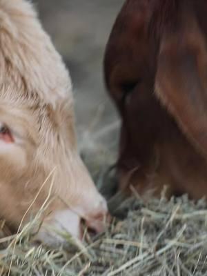 Hungry little hippos 😁 #brahmanheifer #cowsoftiktok #brahmancattle #babycow #cattle 