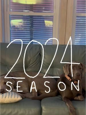 Hello 2025! #CapCut #fyp #dogsoftiktok #silverlabsoftiktok #silverlabsquad #silverlabs #foryou #nye 