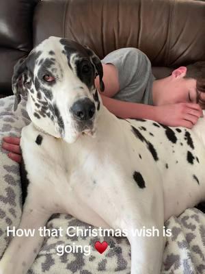 Best buddies!  #dane #christmaswish #cheistmaspuppy #willow #puppy #sweetboy #grateful 