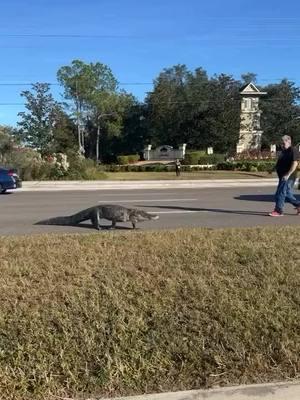 Awe, what a nice man for helping this alligator cross the road in heavy traffic! Not the smartest idea, but still nice indeed! 🐊   Approaching wild alligators is extremely dangerous and should always be avoided. These powerful predators are unpredictable and can strike with incredible speed if they feel threatened. Getting too close not only puts you at risk of serious injury but also disrupts the alligator’s natural behavior, potentially leading to dangerous situations for both humans and wildlife. Always admire alligators from a safe distance and respect their role in the ecosystem. @Florida  Send us your best content and we'll post it.   #Alligator #WildlifeSafety #RespectNature #FloridaWildlife #evergladesholidaypark