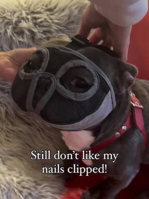 Why change Perfect? 🐾 Happy #2025  This muzzle is designed specifically for Brachycephalic dogs and is only worn for a few short minutes during nail trims—for everyone’s safety, especially his. No more stress at the vet; he’s comfortable and secure! #frenchie #frenchielife #frenchielovers #newyearnewme #not #frenchbulldogoftheday #frenchiepuppy #frenchiemom #frenchiemoments #dognailclipping #frenchienailclip #frenchiesoverload #igfrenchies #frenchievids #hannibal #dogvideosofig”