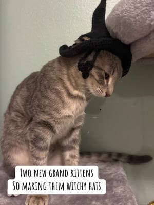 It maybe a little big until they grow up but, with the names Luna and Hermione they really need hats. Pattern by @mutmutcrochet #cat #cats #catfashion #cathat #catwitch #catwitches #hatsforcats #witchyvibes #witchythings 