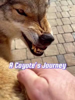 A Coyote’s Journey: From Fear to Friendship and New Beginnings #fyp #coyote #animals #healing 