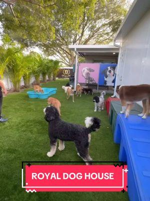 Come join us at Royal Dog House in Pembroke Pines. #dogboarding #dogsoftiktok #pembrokepines #pembrokedog #dogsittermiami #miamidogboarding 