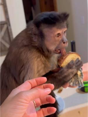 It’s my brothers birthday!! He needed me to make him a birthday treat!!! #gaitlynrae #fyp #fypシ #animal #animalsoftiktok #pet #monkey #Recipe #Recipe #Siblings #birthday 