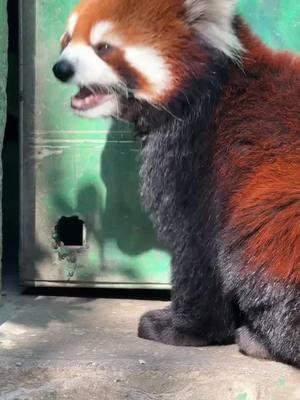 This door can't close me at all.😎😎😎#fy #fyp #trending #cute #adorable #redpanda #Love 