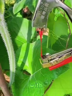 Grow Smarter, Not Harder 🌱💪! The Ultimate Plant Tying Machine is Here to Boost Your Garden Game 🌾✨ Perfect for Vineyards, Orchards, and Backyard Gardens 🍇🍊 Say Goodbye to Manual Labor, Get Your Perfect Ties in Seconds ⏱️🌟 Order Now and Take Your Gardening to the Next Level! 🛒🚀 #GardenHacks #PlantTyingMachine #GardeningMadeEasy #GrowYourOwn #AgricultureTools #SmartGardening #PlantCare #FarmLife #HomeGarden #TiktokFinds #GardeningCommunity #shopnow 