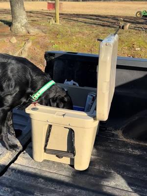 Come get a sip of water 🐶😆 #yeti #merlethelab #labradors #farm 