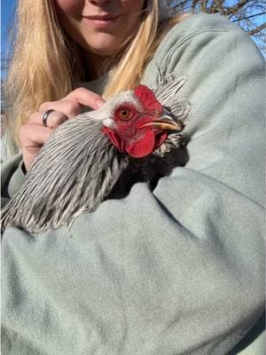 Just believe them 😂❤️🐔 #chickens #chickensoftiktok #homesteading #rooster #backyardfarm 