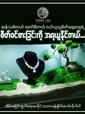 ကျောက်မျက်ရတနာဆိုင်ပိုင်ရှင်မိတ်ဆွေများအနေနဲ့  ကိုယ့်ဆိုင်ကို customer တွေရဲ့ မြင်တာနဲ့ Impressive ဖြစ်အောင်၊ attention ပိုရအောင် ဘယ်လိုအလှဆင်ရမလဲဆိုတာ အဖြေရှာနေပါသလား? သဘာဝမှပေးတဲ့ ကျောက်မျက်ရတနာတို့ရဲ့  တန်ဖိုးနဲ့ အလှ ကိုပိုမိုကြွရွသွားဖို့ဆိုရင်တော့ Preserved Moss လေးတွေကို အောက်ခံထားပြီးအလှဆင်ကြည့်နော်။ Preserved Moss လေးတွေရဲ့ အစိမ်းရောင်အောက်ခံနဲ့အတူ အရည်လဲ့လဲ မြကျောက်တို့ရဲ့ အလှဟာ ဖြာထွက်ပြီး ရတနာချစ်သူတို့ရဲ့ စိတ်နှလုံးကို ဖမ်းစားနိုင်မှာ အမှန်ပါပဲရှင်။ 🌱ရတနာတို့ရဲ့အလှကို ပိုမိုအေးမြစေမှာ Preserved Moss လေးတွေပါ🌱 “သဘာဝတရားနဲ့ အနီးစပ်ဆုံးချိတ်ဆက်ပေးမဲ့” Terra-Lab  Your Nature Deco  #TerraLab #Vivarium #Terrarium #Plaudarium  #aquarium #riparium #NurtureLove  #Connectwithnature #Decoration  #NatureConnection  #GreenLiving  #sustainableliving #luxurylifestyle #homedecor #TerralabCare #PaludariumEscape #PreservedMoss #Jewellery