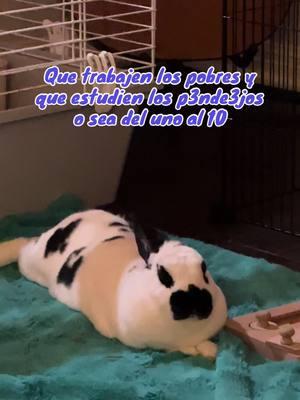 It’s a fact 😎 🐰  #facts #memes #trabajar #conejomalo #siseñor #pets #petslife #rabbits 