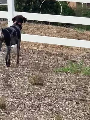 So close yet so far.  #birddog #germanshorthairedpointeroftiktok #germanshorthairedpointer #remington #lovethisgirl #remismom #spoiled #spoiledrotten #dogsoftiktok #obsessed #fyp #fypシ゚viral #🤎 