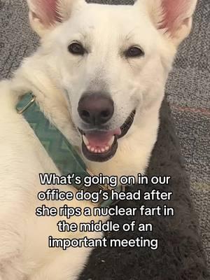 No thoughts just vibes  #dogsoftiktok #dogparent #doglover #whiteshepherd #whitegermanshepherd #petinsurance #officedog 