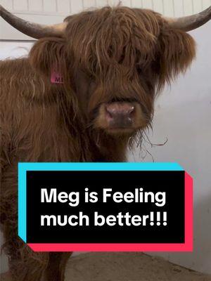 Day Four!  Meg is feeling much better!!! #fluffyfeatherfarm #feelingbetter #minihighland #scottishhighland #fluffycow #happycow  Website: https://fluffyfeatherfarm.com