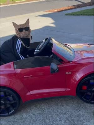 Live your dream one spin at a time! ❤️🐈🦙Start your engines! 🏎️💨 #newcar #mustang #corvette #goodtimes #letsgo #beautiful #cat #Love #cruise #fun #family #friends #catsofinstagram #ride #happy #tigerjojo #reels