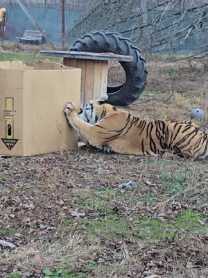 what happens when you give a big kitty a big box? Takara got a pumpkin box to play with! #tiger #bengaltiger #zookeepersoftiktok #enrichment #tigerenrichment  #animalenrichment  #zookeeper #animalsoftiktok #animalsdoingthings #animalsoftiktok #enrichmentforcats #bigcats 