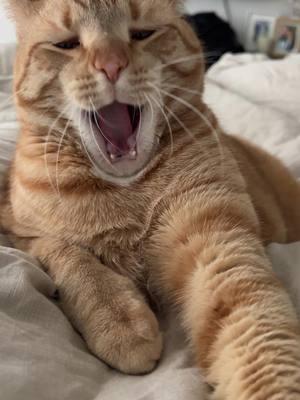 Cats are so diabolical sometimes. #fyp #sourpatch #catsoftiktok #meow #yawn #pet #polydactyl #orangecat 