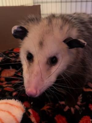 Guppers enjoying some almonds #possumsoftiktok #opossumsoftiktok #fypシ #fyp #asmr