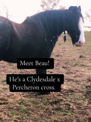 #horses #breeds #drafthorse #percheron #clydesdale #gentlegiant 