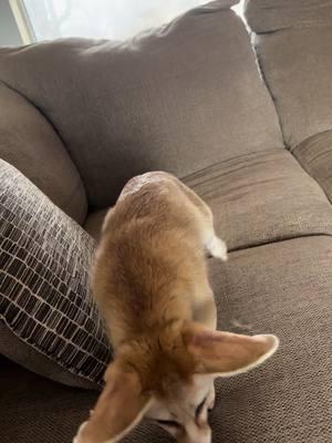 Bedu shenanigans #bedu #shenanigans #happy #play #aggressive #cozy #couch #animals #fennecfox 