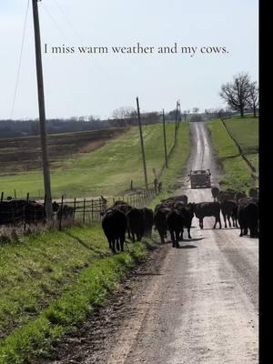 You never know when dad will be moving cattle on our road. #fyp #cattle #cattletok #missouri #cattlefarm #newyearseve #cows #cowsoftiktok #angus #farmtok 