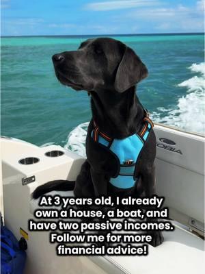 🐾 It’s pretty easy when you have a cute face! King treatment 💯 . #dinkwad #fyp #rollothelab #financialfreedom #labrador #dogsofttiktok #funny #labrador_lovers #viralvideo #boatdog 