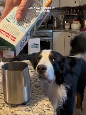 Happy New Year’s Eve from the hardest working dog on TikTok #bernesemountaindog #bernesemountaindogsoftiktok #bernesepuppy #bassethoundsoftiktok #bernesemountaindoglovers #bassethound 