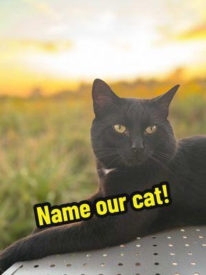 Name our cat! #nameourcat #bombay #bombaycat #domesticshorthair #domesticshorthaircat #cat #kitty #name #namemycat #fyp #fyppppppppppppppppppppppp #trending @Emily Lucas Eaton 