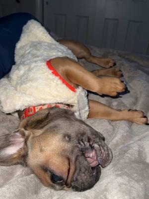 #jacket #winterwonderlandgirl #frenchies #frenchbulldog #puppy #viralvideo #foru @miniwinniefrenchie 