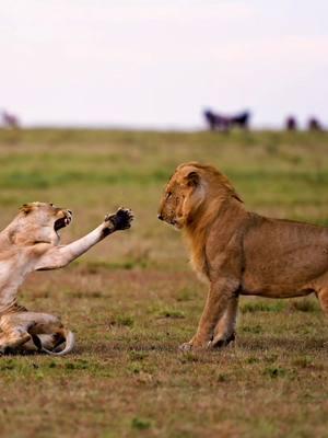 "Just ask her out! What's the worst that could happen??" . . . #wildlife  #kenya #africa  #safari  #lions #sonyalpha  #sonyalphafemale  @Sony Alpha 