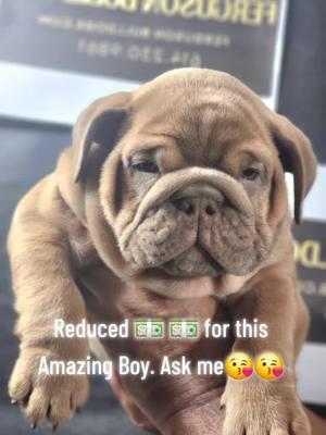 Reduced price for Hooch. ask me how. Go to our website fergusonbulldogs.com  #fergusonbulldogs #monroeferguson #fypシ゚viral #gingerbabies #columbusohio #Hooch 