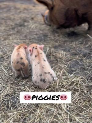 #piggies #kunekune #farmlife #piglets #pigs #countrypsalm #farmtour 