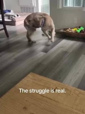 Only for 20 minutes. 🫠  #dogchasingtail #didyougetit #dogmom #goldenretrieverlife #goldenretriever #doglove #dogsofttiktok #goldenretrieverlove #goldenretrievers #doglife 