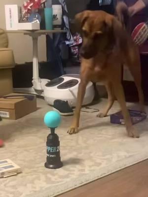 Dog vs Tee Popper 202 #teepopper #baseballdog #platecrate 