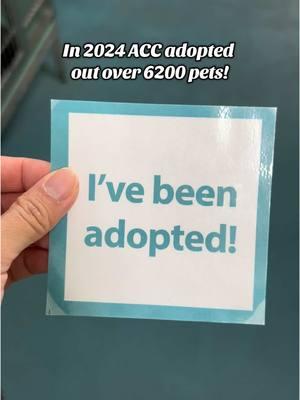 What a year! In 2024 we adopted out over 6200 pets! 🐱 4424 Cats/Kittens 🐶 1379 Dogs/Puppies 🐰 401 Rabbits/Guinea Pigs Thank you to everyone who made this happen - from our hardworking staff, to our volunteers, fosters, donors, new hope partners and of course our adopters! #nycacc #boroughbred #AdoptionStory #HappyTails 