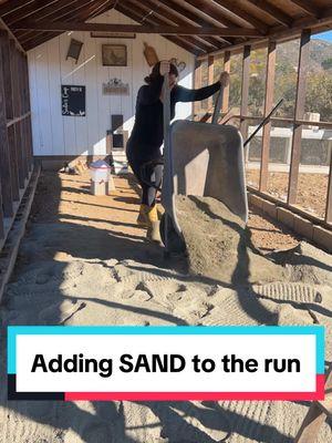 Sand as bedding in the coop! 📝🐓 #sand #chickens #litter #farmlife #tips #homestead #foryoupage 