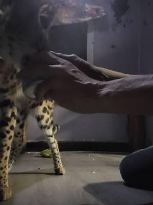 May everybody eat if you're going to drink If you're gonna drink get another driver and have a safe new year Special thanks to grandma rose Apparently my serval likes frisky #caturdayeveryday #wwasoscats #crazycatlady #zoo #karismatheserval #meadowthorne #floridalife #floridacheck #florida #zookeeper #zookeeperlife #zookeepersoftiktok #serval #servalcat #servalsoftiktok #servalkitten #servalkittens #servalkittensforsale #servallovers #frisky #friskyfun #meow #goodmeowning #newyear #newyears #newyearseve #newyeareve2024 #happynewyear #happynewyear2024 #happynewyears #happynewyear2024🥂🎄🎉🎁🎇 