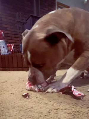 #christmas #merrychristmas #pitbull #staffy #pitbullmom #staffylove #pittylove #dogsoftiktok #PetsOfTikTok #openingpresents #santa #dogtoys #fyp #cuteanimals #adorableanimals #pitbullsoftiktok #staffysoftiktok #capone 