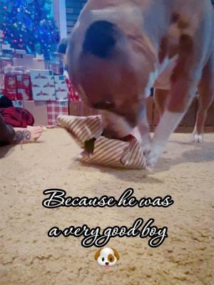 #christmas #merrychristmas #pitbull #staffy #pitbullmom #staffylove #pittylove #dogsoftiktok #PetsOfTikTok #openingpresents #santa #dogtoys #fyp #cuteanimals #adorableanimals #pitbullsoftiktok #staffysoftiktok #capone 