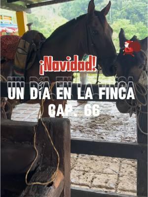 Un día en la finca🤠 Cap. 66  #diciembrecolombiano #equinos #agropecuario #aguinaldos #micaballo #ganaderia #mundoagropecuario #undiaenlafinca #navidadentiktok #navidadenlafinca #novillos #micaballoyyo #mulares 