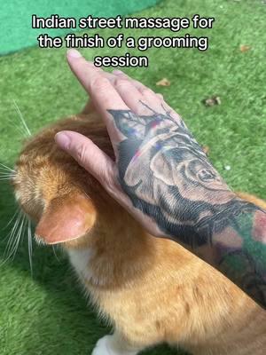 #cat loves indian street head massage #indianheadmassage 