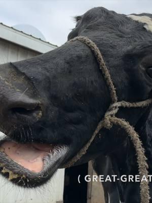 Dairy Dream realized! #farmerblake #dairyfarmer #iowa #cows