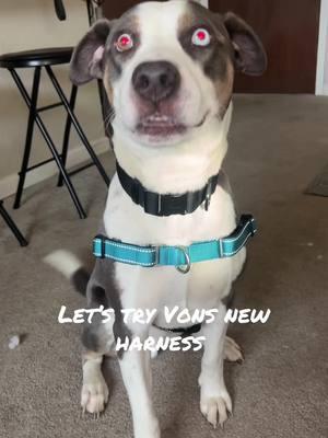 Get your harness now! Linked down below! A tad big in front on him because he has a small chest but still is great and works perfect for no pulling! Get yours now before they are out of stock⬇️⬇️⬇️ #fyp #dogsoftiktok #harness #nopullharness #amazonfinds #huskymix #dogtok #viral #dog #petsafe 