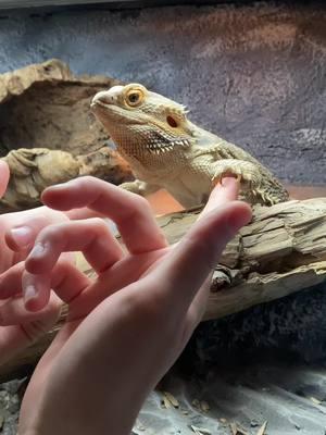 lenny loves any kind of human attention 😭😭 #beardeddragon #beardeddragonsoftiktok #beardiesoftiktok 