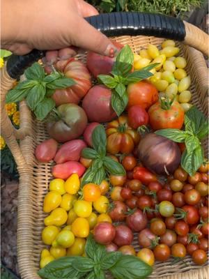 🥲muy pronto ya estamos cerca #huerto #tomato #huertoencasa #fyp #paratiiiiiiiiiiiiiiiiiiiiiiiiiiiiiii #foryoupage #cosechaencasa #cosecha #tomates 