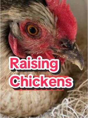 Raising chickens comes with many benefits🐓🥚  #chickens #raisingchickens #backyardchickens #chickensoftiktok 