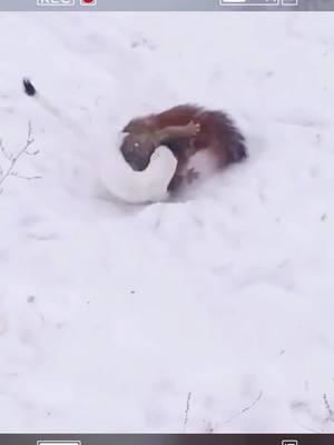 Ferret vs. Squirrel: A Rare Battle of Survival #ferret #survival #squirrel #animals #wildanimals #fyp 