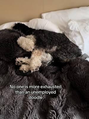 Maybe it’s from all that influencing? #fyp #dogtravel #bernedoodlesoftiktok #dog #dogs #dogsoftiktokviral #bernedoodle #doodles 